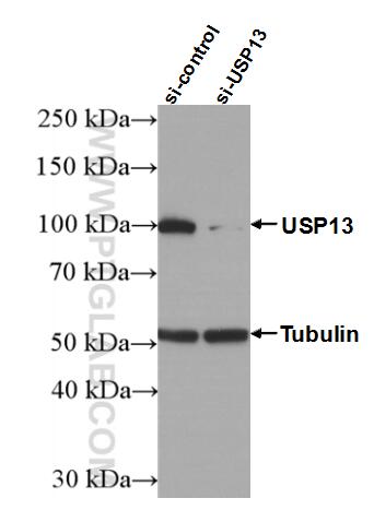 WB analysis of HeLa using 16840-1-AP