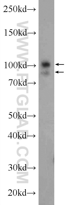 Western Blot (WB) analysis of rat testis tissue using USP13 Polyclonal antibody (16840-1-AP)