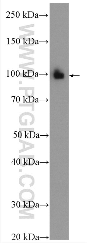 WB analysis of HEK-293 using 16840-1-AP