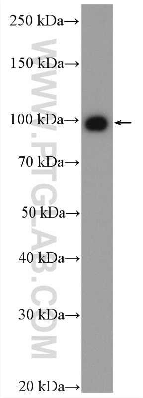 Western Blot (WB) analysis of PC-3 cells using USP13 Polyclonal antibody (16840-1-AP)