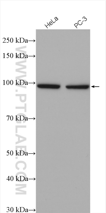 Western Blot (WB) analysis of various lysates using USP13 Polyclonal antibody (16840-1-AP)