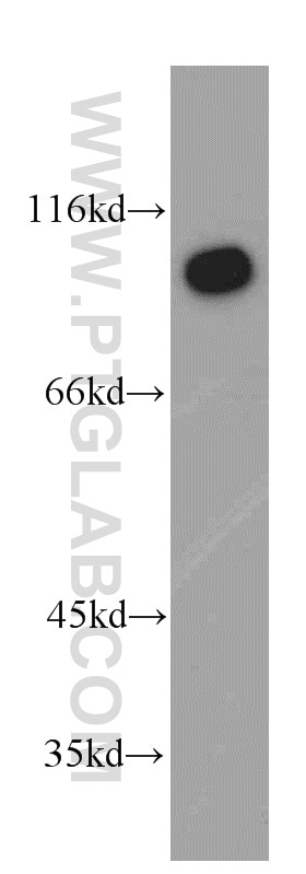 Western Blot (WB) analysis of HEK-293 cells using USP13 Polyclonal antibody (16840-1-AP)