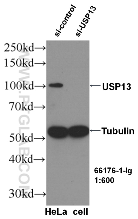 Western Blot (WB) analysis of HeLa cells using USP13 Monoclonal antibody (66176-1-Ig)