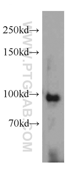 Western Blot (WB) analysis of HepG2 cells using USP13 Monoclonal antibody (66176-1-Ig)
