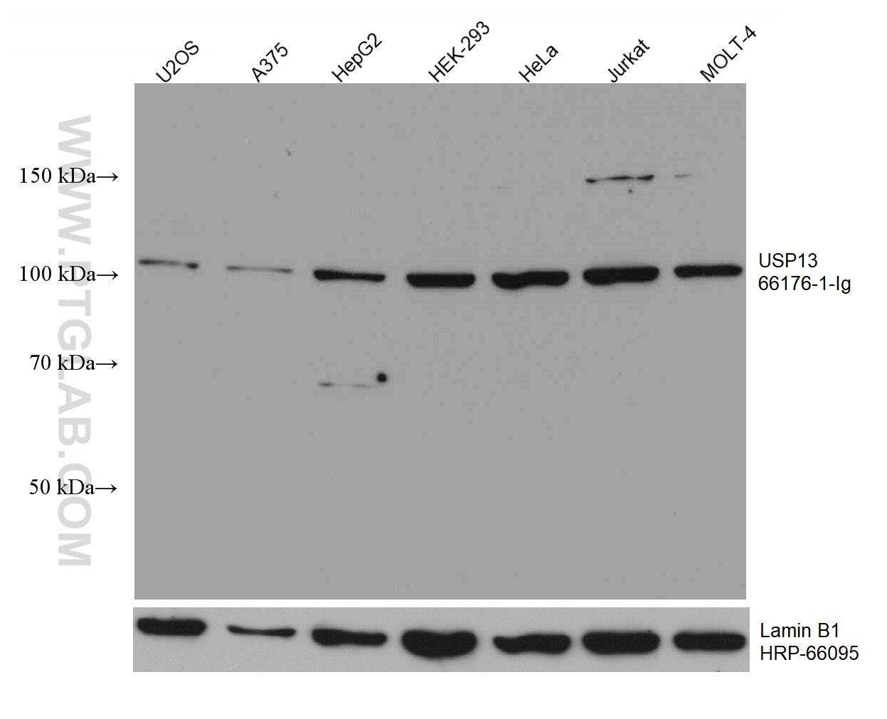 Western Blot (WB) analysis of various lysates using USP13 Monoclonal antibody (66176-1-Ig)