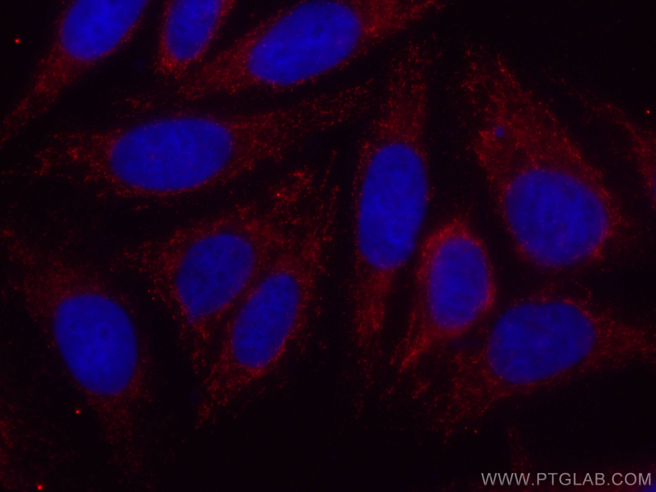 IF Staining of HepG2 using CL594-66176