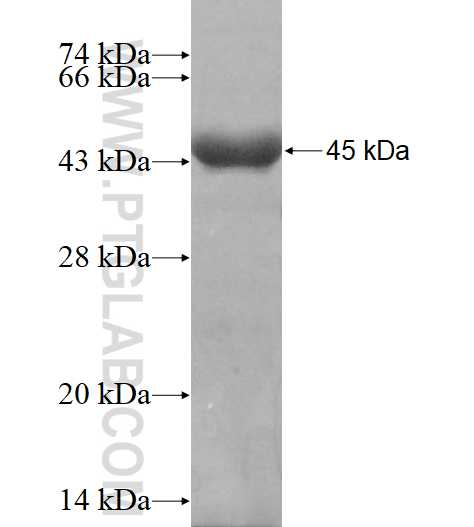 USP13 fusion protein Ag10506 SDS-PAGE