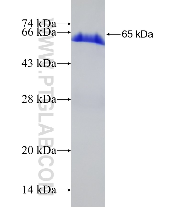 USP13 fusion protein Ag10527 SDS-PAGE