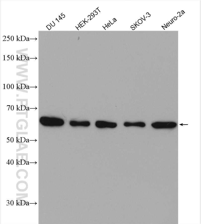 Western Blot (WB) analysis of various lysates using USP14 Polyclonal antibody (14517-1-AP)