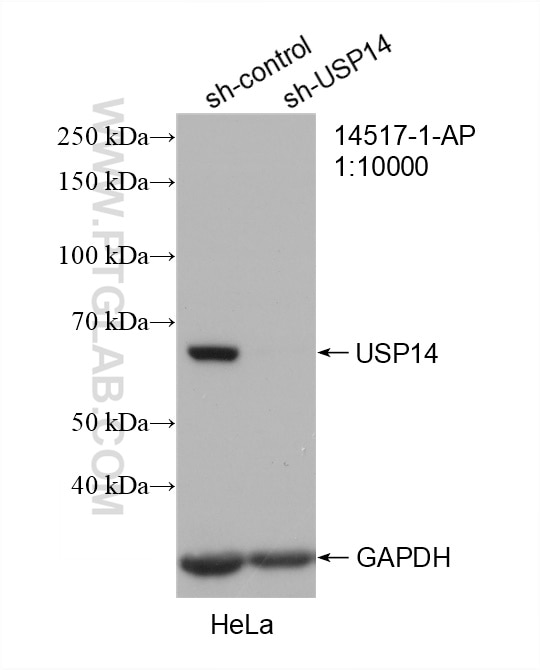 Western Blot (WB) analysis of HeLa cells using USP14 Polyclonal antibody (14517-1-AP)