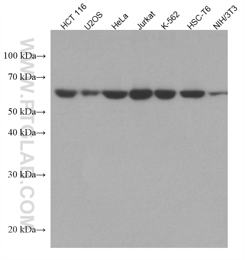 Western Blot (WB) analysis of various lysates using USP14 Monoclonal antibody (67746-1-Ig)