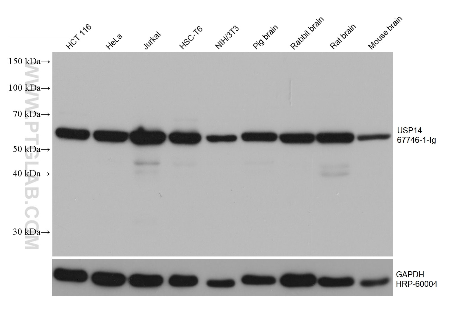 Western Blot (WB) analysis of various lysates using USP14 Monoclonal antibody (67746-1-Ig)