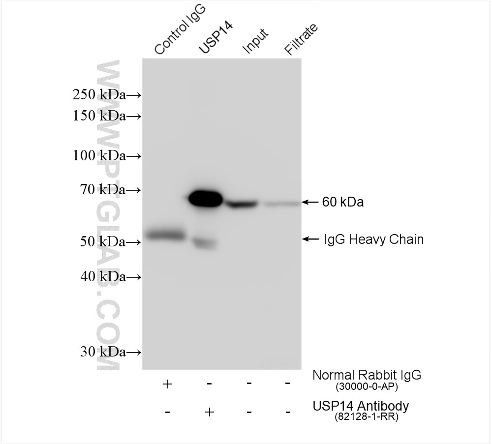 Immunoprecipitation (IP) experiment of mouse liver tissue using USP14 Recombinant antibody (82128-1-RR)