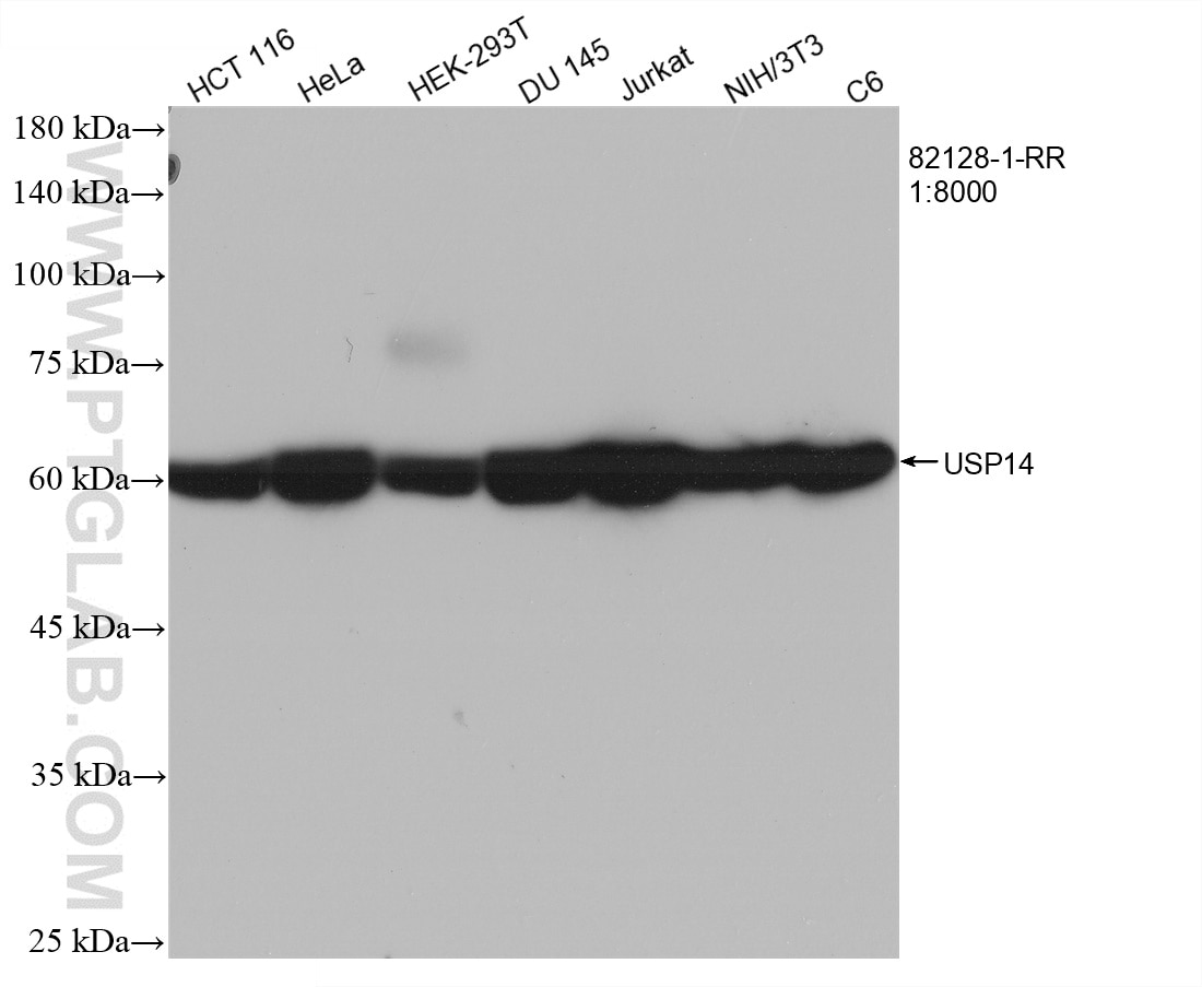 Western Blot (WB) analysis of various lysates using USP14 Recombinant antibody (82128-1-RR)