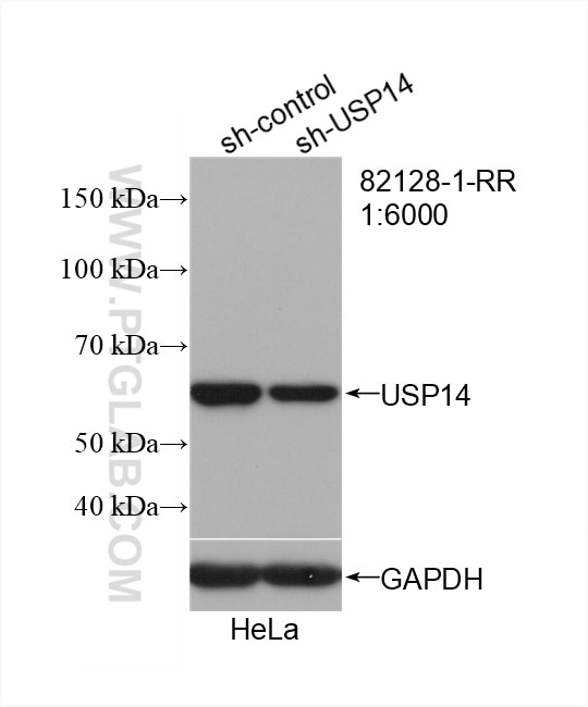 Western Blot (WB) analysis of HeLa cells using USP14 Recombinant antibody (82128-1-RR)