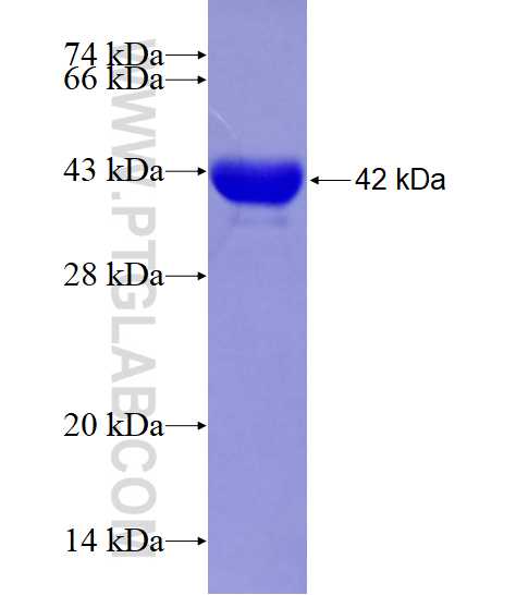 USP14 fusion protein Ag6312 SDS-PAGE