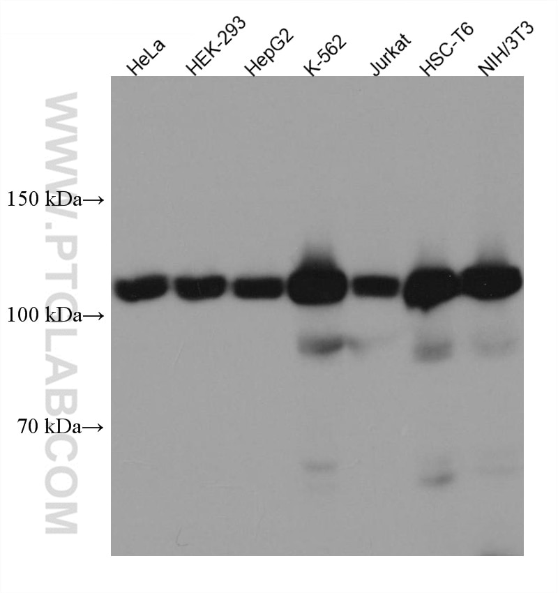 Western Blot (WB) analysis of various lysates using USP15 Monoclonal antibody (67557-1-Ig)