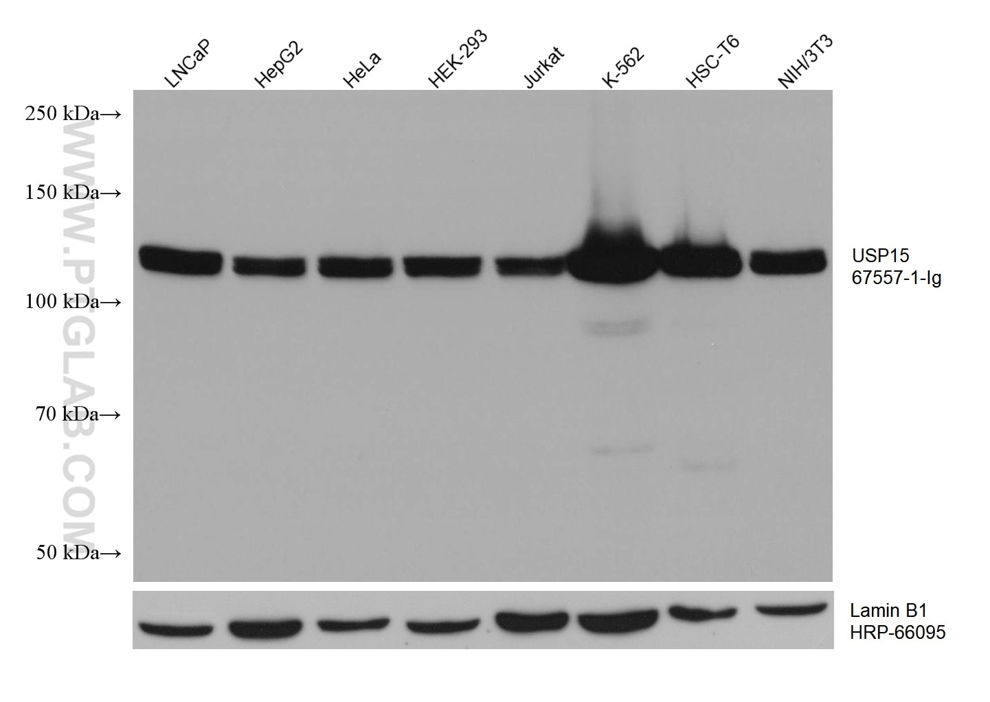 Western Blot (WB) analysis of various lysates using USP15 Monoclonal antibody (67557-1-Ig)