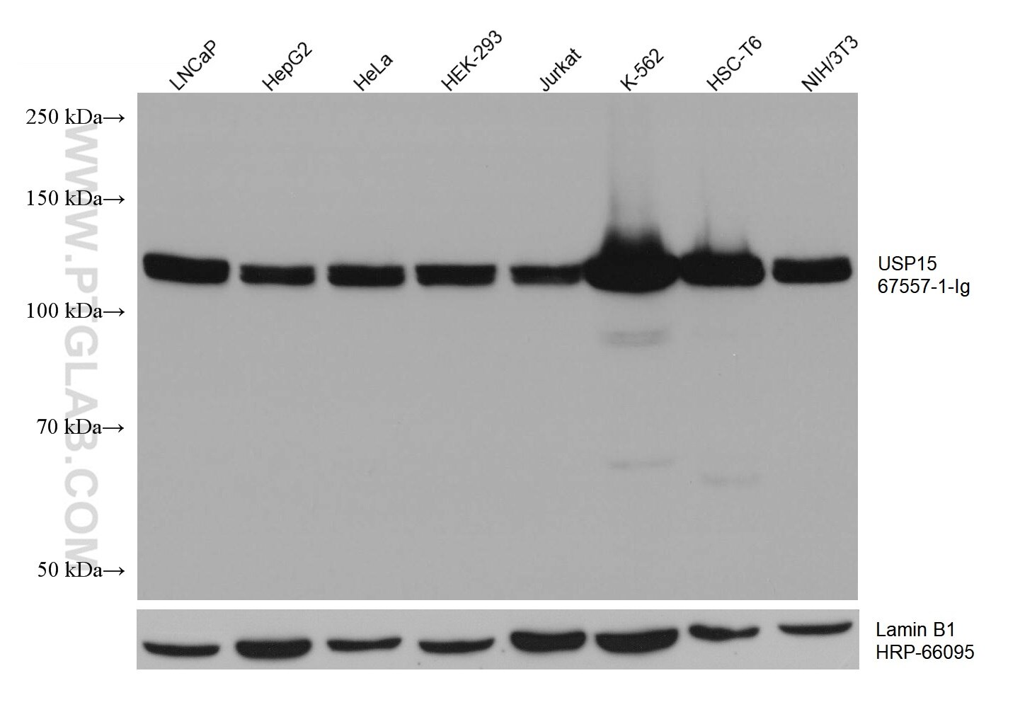 WB analysis using 67557-1-Ig