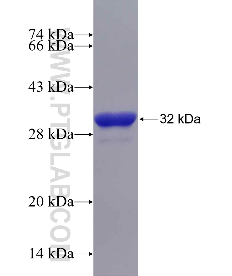 USP15 fusion protein Ag5712 SDS-PAGE