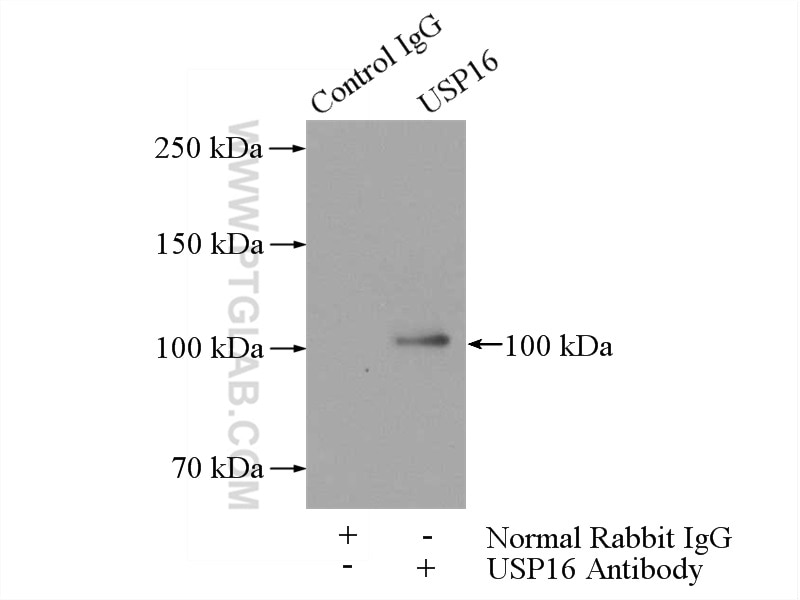 Immunoprecipitation (IP) experiment of HeLa cells using USP16 Polyclonal antibody (14055-1-AP)