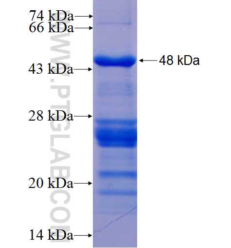 USP16 fusion protein Ag5185 SDS-PAGE