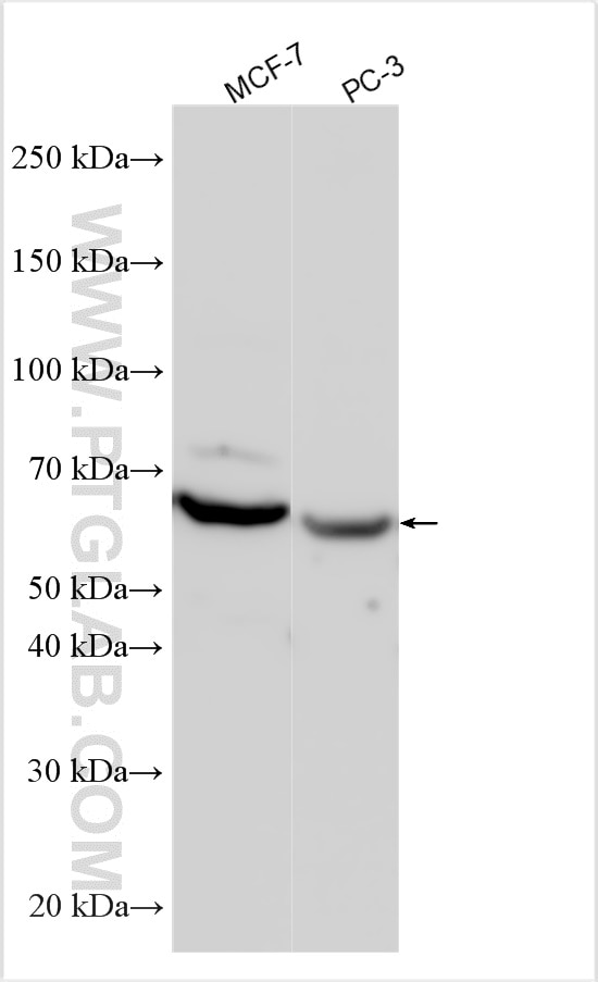 Western Blot (WB) analysis of various lysates using USP17 Polyclonal antibody (21362-1-AP)
