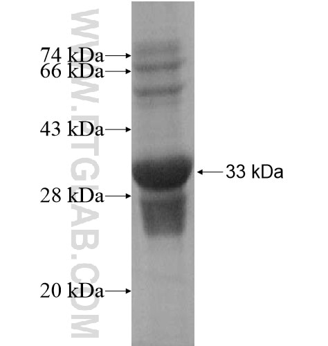 USP17 fusion protein Ag15824 SDS-PAGE