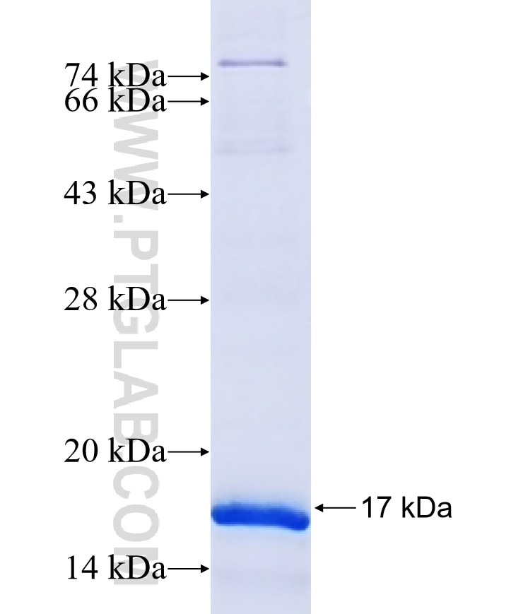 USP17 fusion protein Ag17228 SDS-PAGE