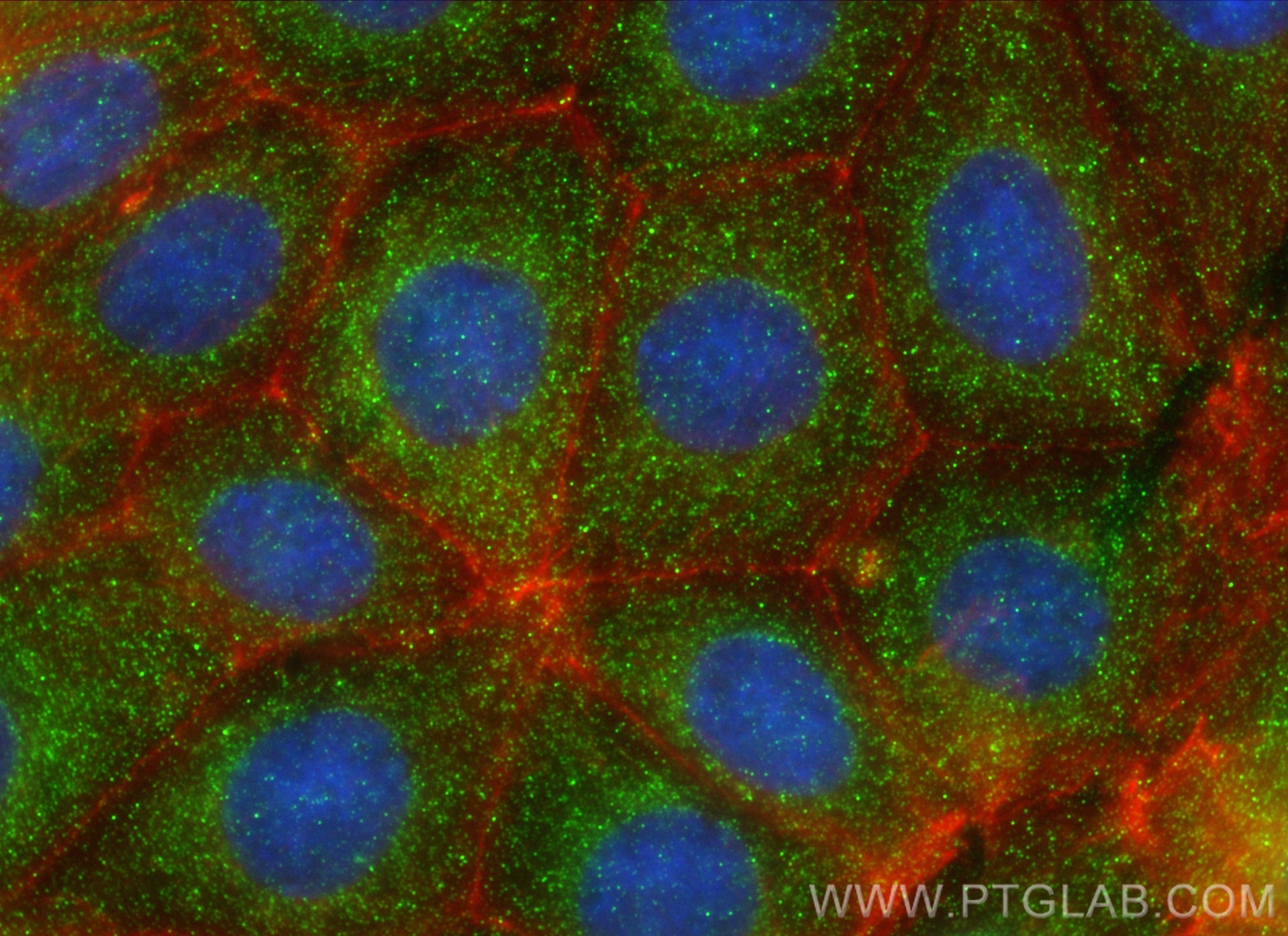 Immunofluorescence (IF) / fluorescent staining of MCF-7 cells using USP18 Polyclonal antibody (12153-1-AP)