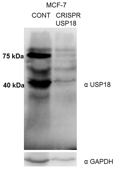 USP18 Polyclonal antibody