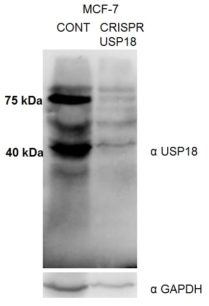 WB analysis of MCF-7 using 12153-1-AP