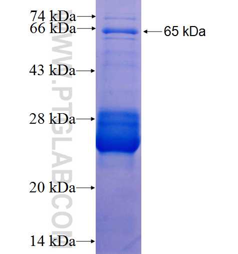 USP18 fusion protein Ag2785 SDS-PAGE