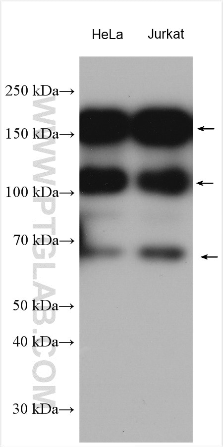 Western Blot (WB) analysis of various lysates using USP19 Polyclonal antibody (25768-1-AP)