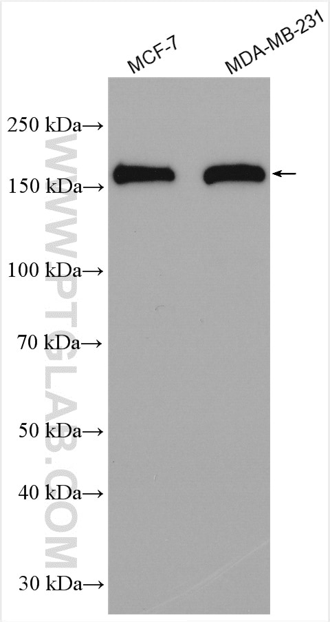 Western Blot (WB) analysis of various lysates using USP19 Polyclonal antibody (25768-1-AP)