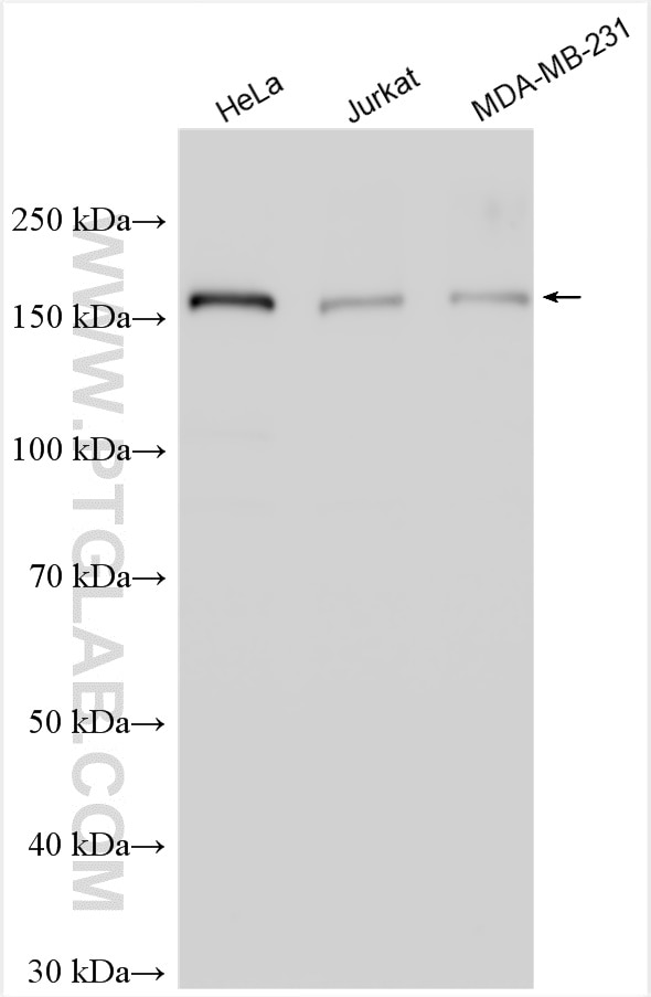 Western Blot (WB) analysis of various lysates using USP19 Polyclonal antibody (25768-1-AP)