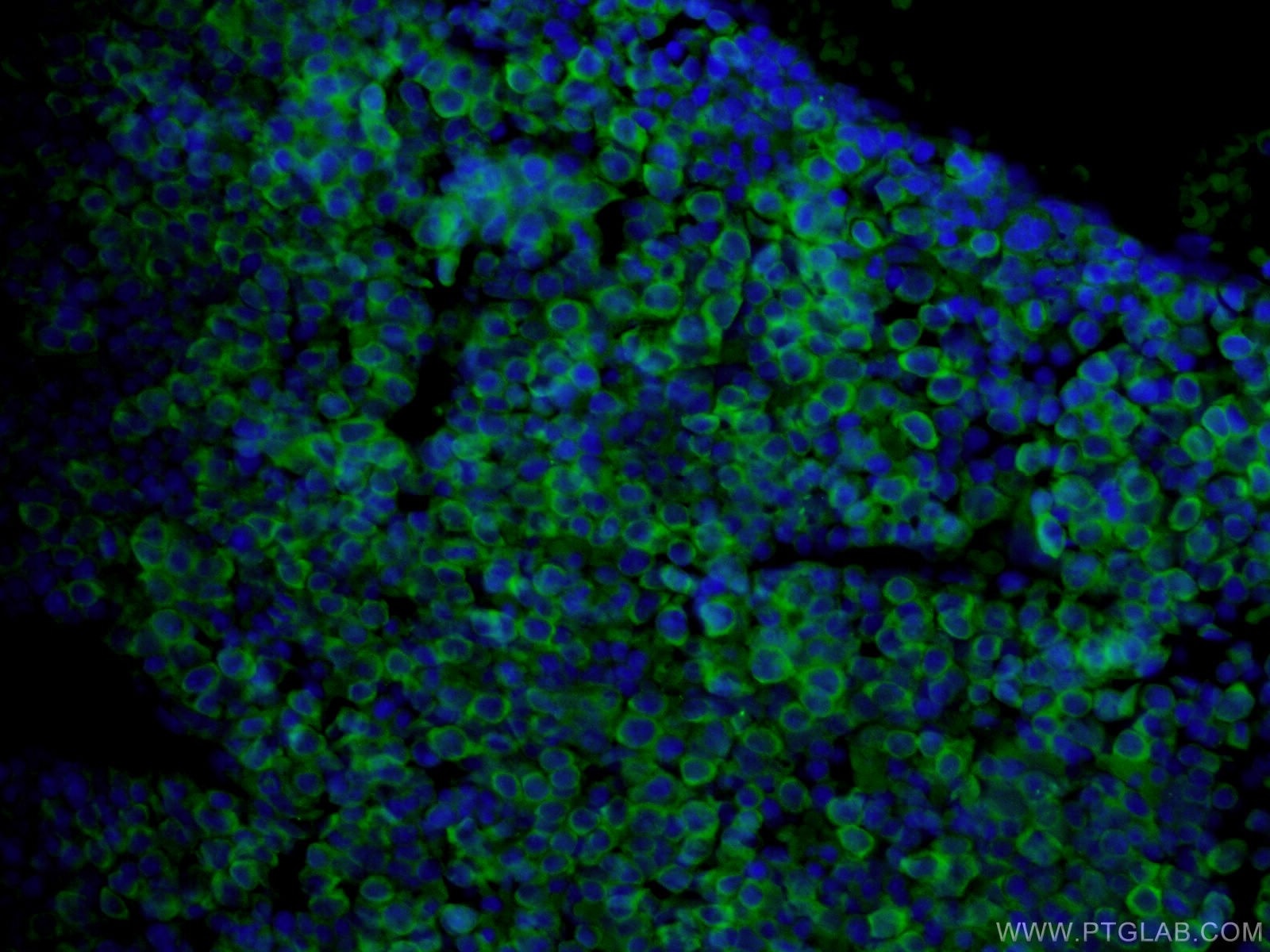 IF Staining of mouse embryo using 10392-1-AP