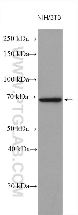 Western Blot (WB) analysis of various lysates using USP2 Polyclonal antibody (10392-1-AP)