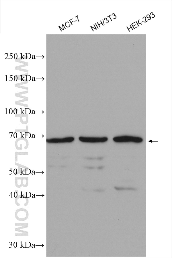 Western Blot (WB) analysis of various lysates using USP2 Polyclonal antibody (10392-1-AP)