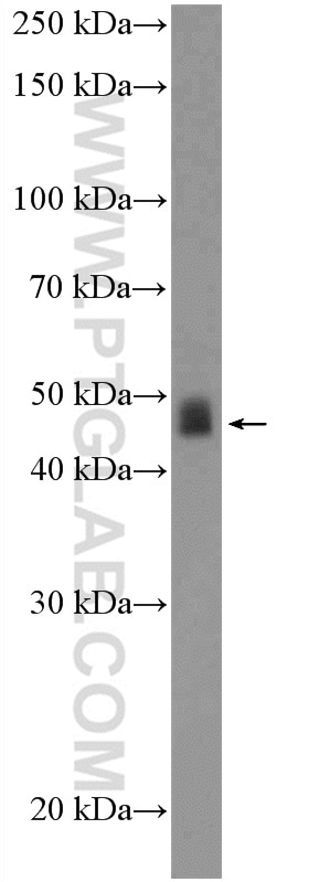 Western Blot (WB) analysis of MCF-7 cells using USP2 Polyclonal antibody (15404-1-AP)