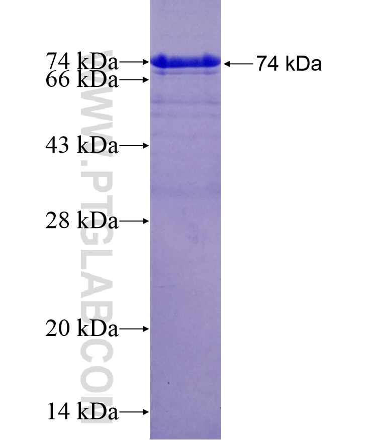 USP20 fusion protein Ag11590 SDS-PAGE