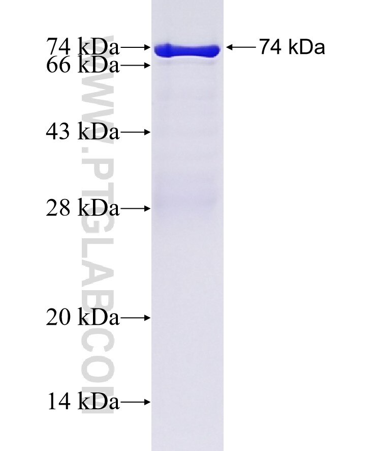 USP20 fusion protein Ag11590 SDS-PAGE