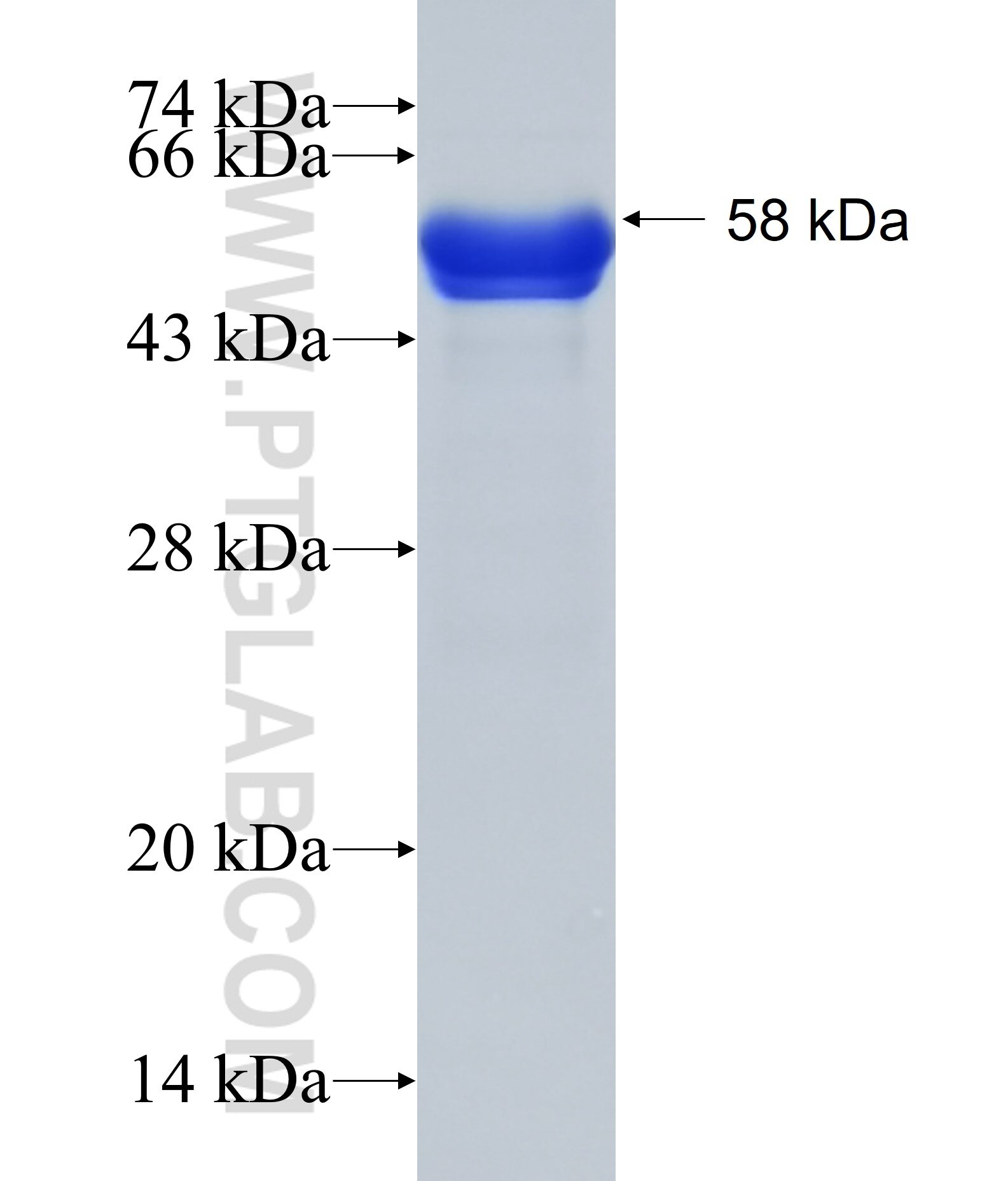 USP20 fusion protein Ag14317 SDS-PAGE