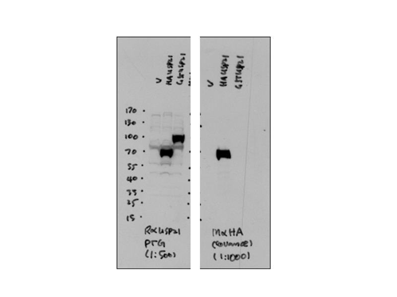 Western Blot (WB) analysis of recombinant ptotein using USP21 Polyclonal antibody (17856-1-AP)