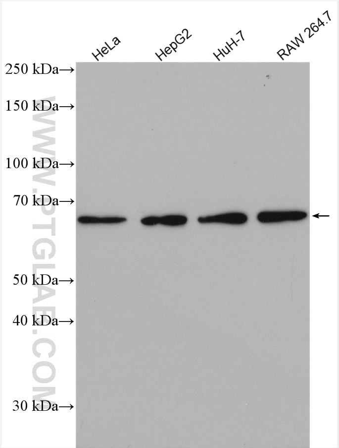 Western Blot (WB) analysis of various lysates using USP21 Polyclonal antibody (17856-1-AP)