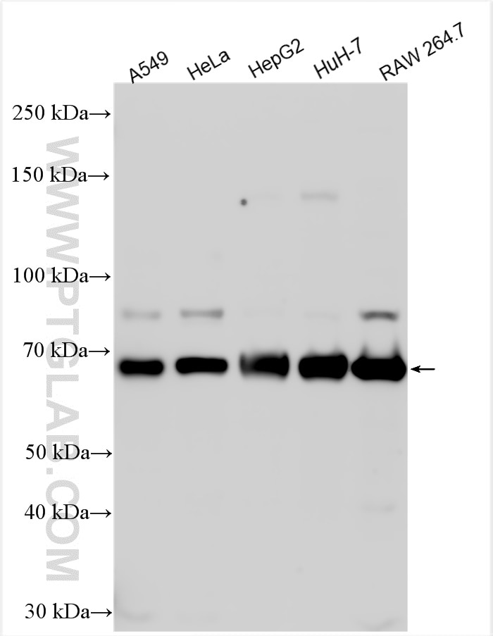 Western Blot (WB) analysis of various lysates using USP21 Polyclonal antibody (17856-1-AP)