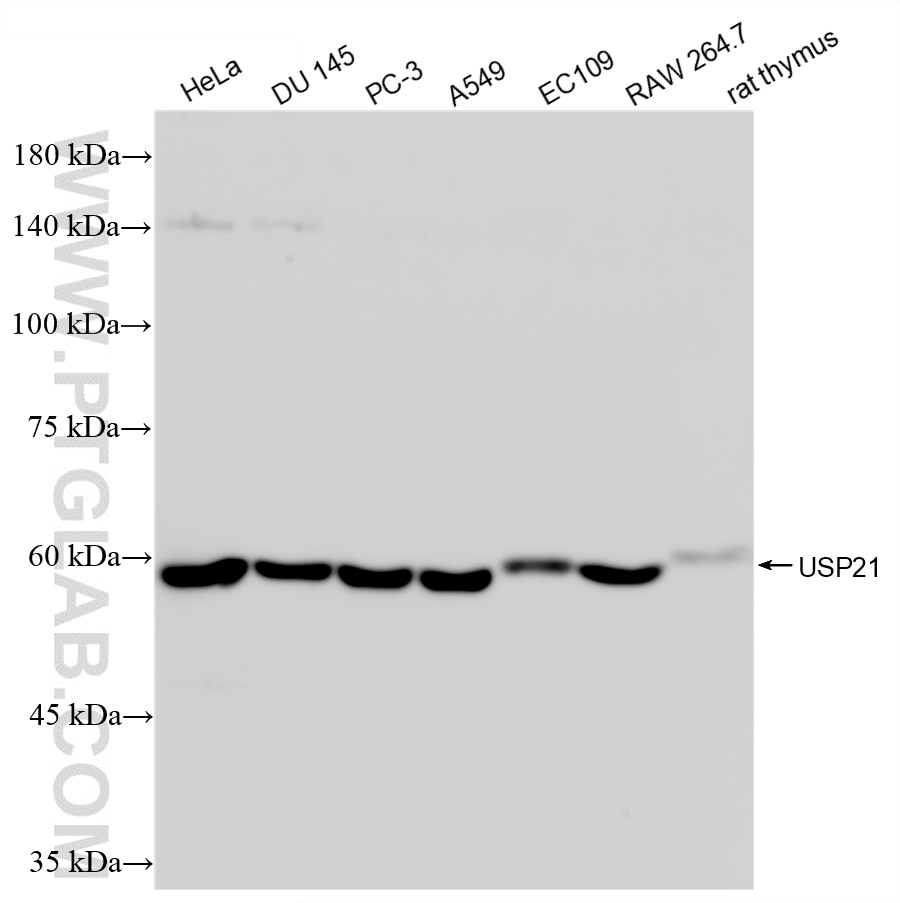 Western Blot (WB) analysis of various lysates using USP21 Recombinant monoclonal antibody (87962-1-RR)