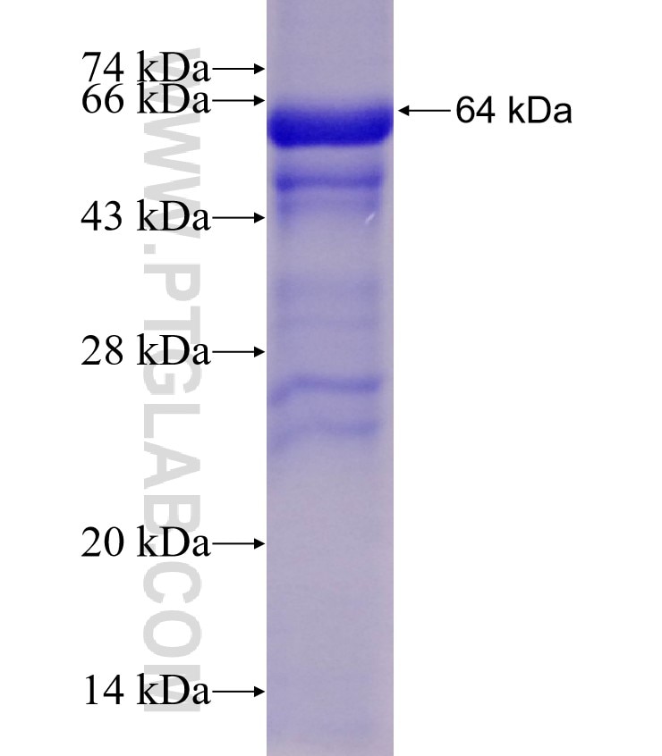 USP21 fusion protein Ag12316 SDS-PAGE