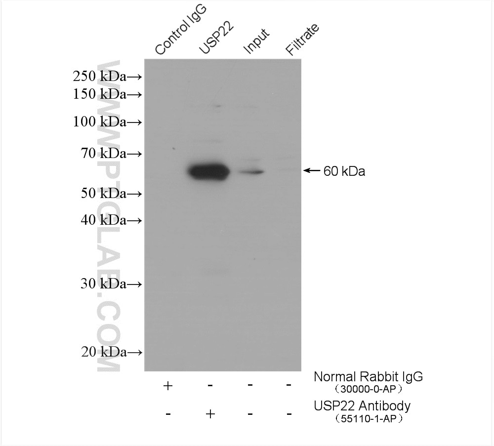 Immunoprecipitation (IP) experiment of HepG2 cells using USP22 Polyclonal antibody (55110-1-AP)