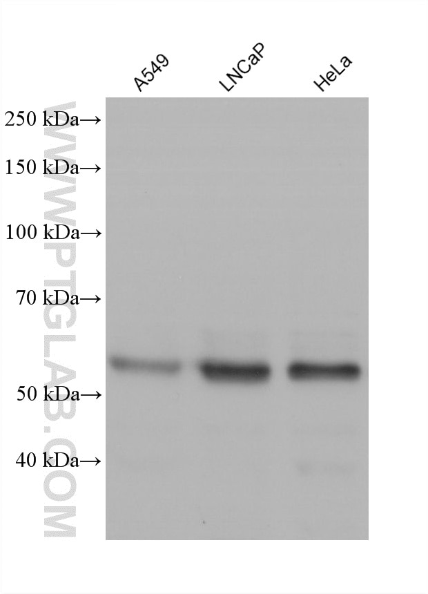 Western Blot (WB) analysis of various lysates using USP22 Monoclonal antibody (60905-1-Ig)